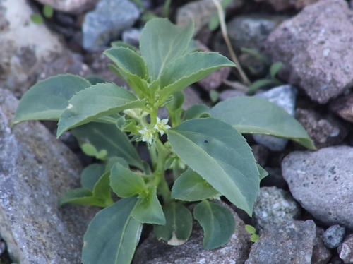 Yuma Silverbush