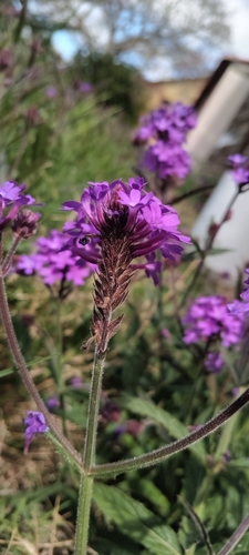Verbena rigida observed 2026-10-19