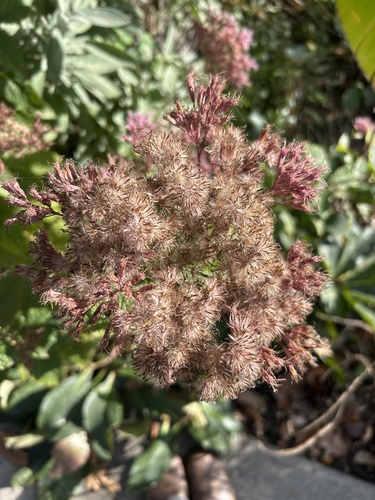 Eutrochium maculatum, 2026-10-19