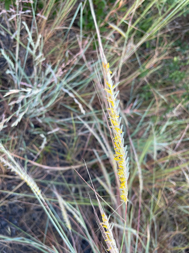Trachypogon spicatus, 2026-10-18
