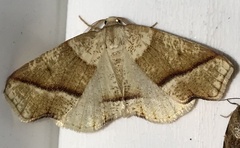 Plagodis phlogosaria