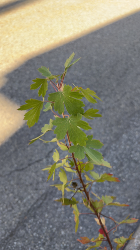 Ribes aureum, 2026-10-19