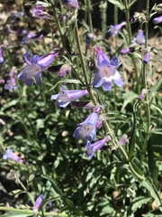 Penstemon oliganthus