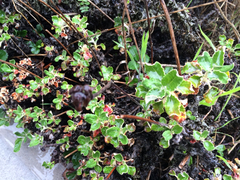 Eriogonum latifolium