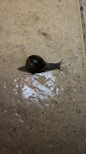 Garden Snail