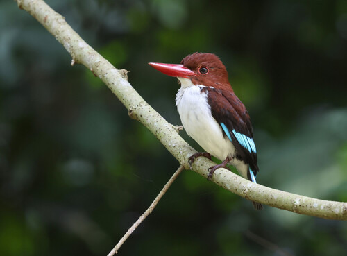 iNaturalist image