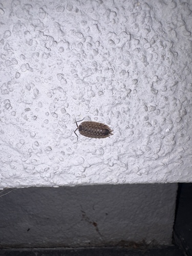 Brickwork Woodlouse