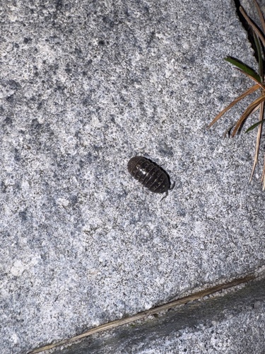 Common Pill Woodlouse