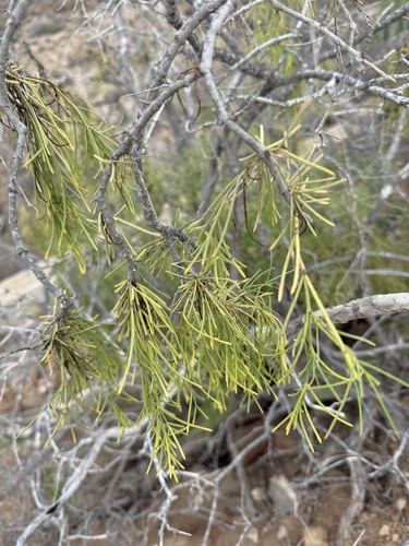 Plocama pendula, 2026-10-18