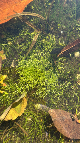 Riccia fluitans observed 2026-10-19