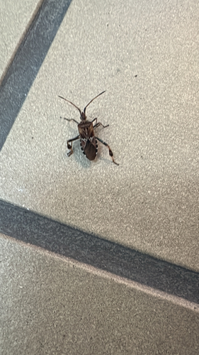 Western Conifer Seed Bug