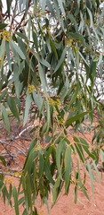 Eucalyptus porosa