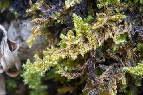 Ctenidium molluscum observed 2026-10-19