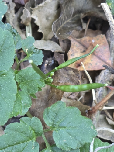 Cardamine africana observed 2026-10-19