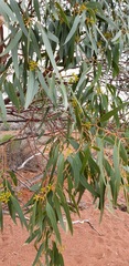 Eucalyptus porosa