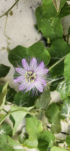 Passiflora foetida observed 2026-10-19