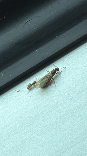 Seaside Rover Ant
