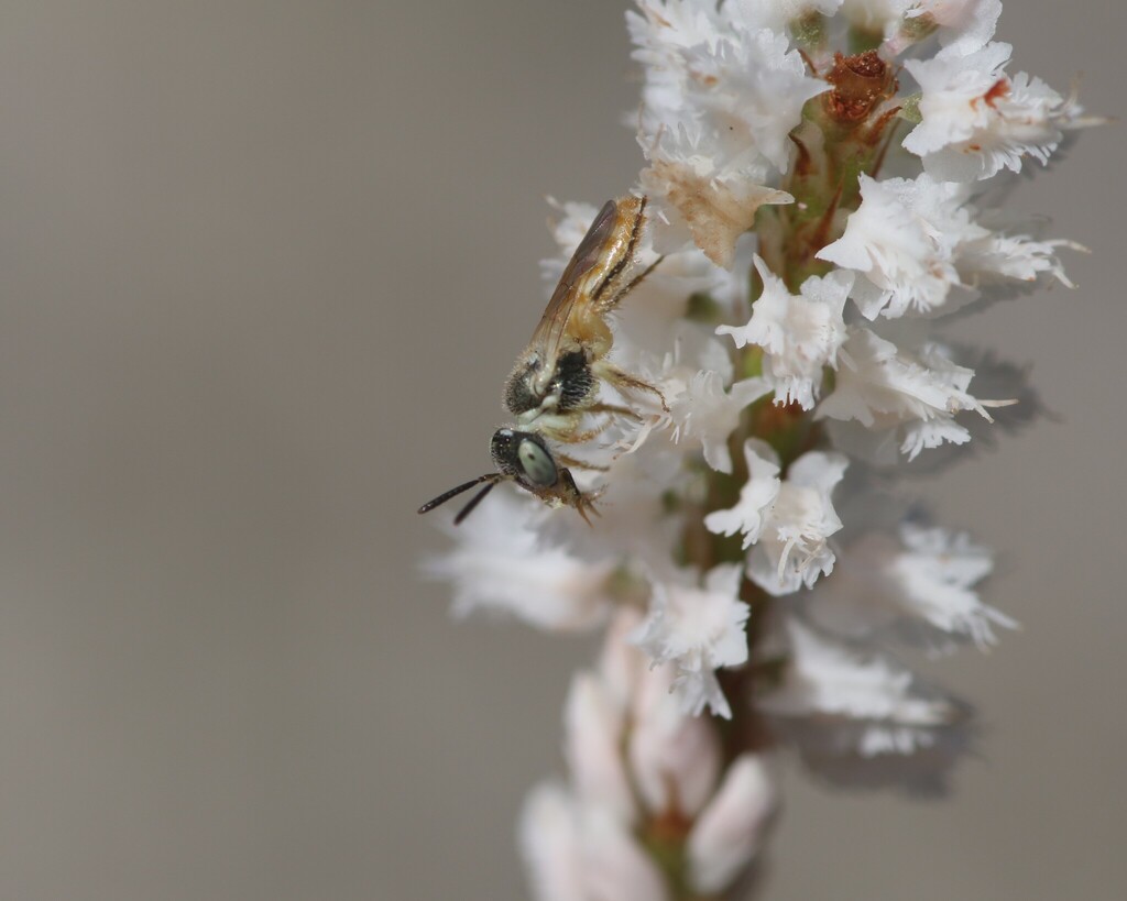 Perdita polygonellae