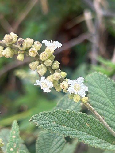 Varronia curassavica, 2026-10-19