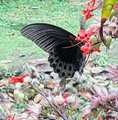 Papilio memnon