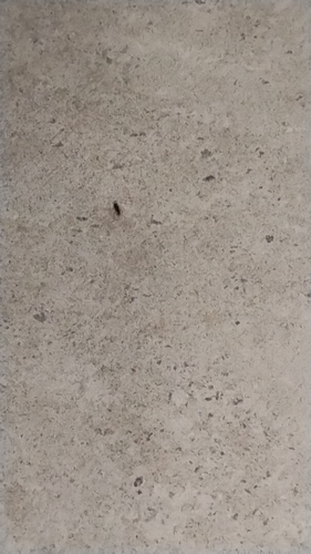 Cryptolestes