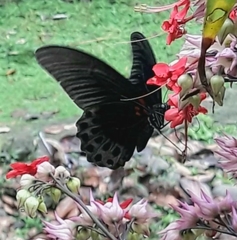 Papilio memnon