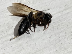 Apis dorsata breviligula