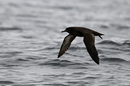 iNaturalist image