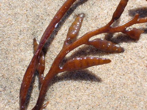 Halidrys dioica, 2026-10-07