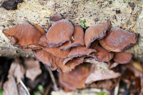 Auricularia fuscosuccinea observed 2026-10-18