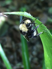 Bombus vosnesenskii