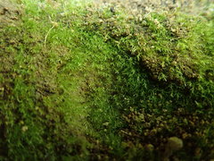 Dicranella rufescens