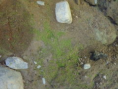 Dicranella rufescens