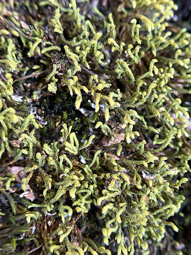 Hedwigia ciliata observed 2026-10-19
