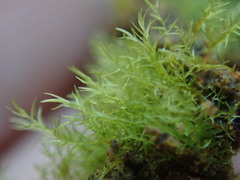 Dicranella rufescens