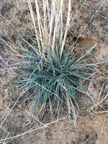 Koeleria glauca observed 2026-10-13