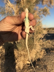Urosaurus graciosus