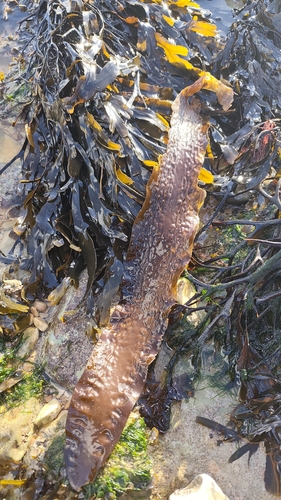 Saccharina latissima observed 2026-10-18