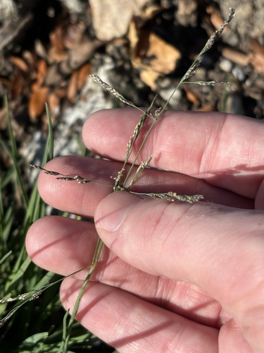 Atropis observed 2026-10-19