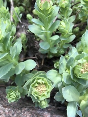 Rhodiola