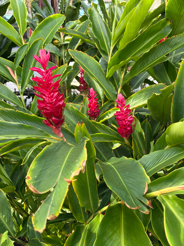 Alpinia, 2026-10-18