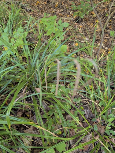 Carex crinita, 2026-10-19