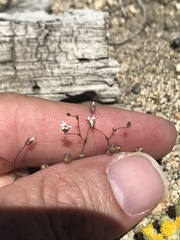 Nemacladus sigmoideus