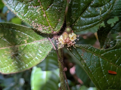 Cordia nodosa observed 2026-10-19