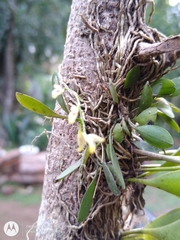 Specklinia grobyi