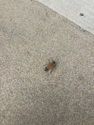 Western Honey Bee
