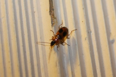 Badister neopulchellus