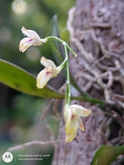 Specklinia grobyi