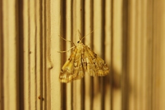 Elophila icciusalis