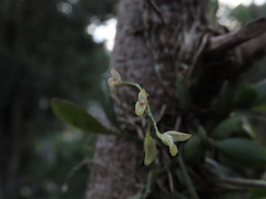 Specklinia grobyi